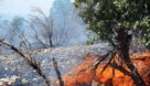 مهار آتش سوزی در جنگل‌های بلوط الوار گرمسیری اندیمشک