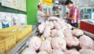 ادامه روند صعودی قیمت مرغ در بازار