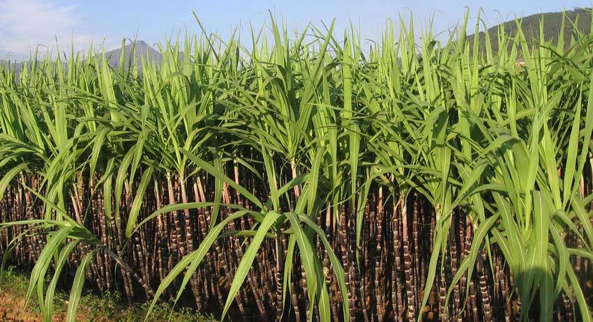 خوزستان تامین کننده نیمی از نیاز شکر کشور