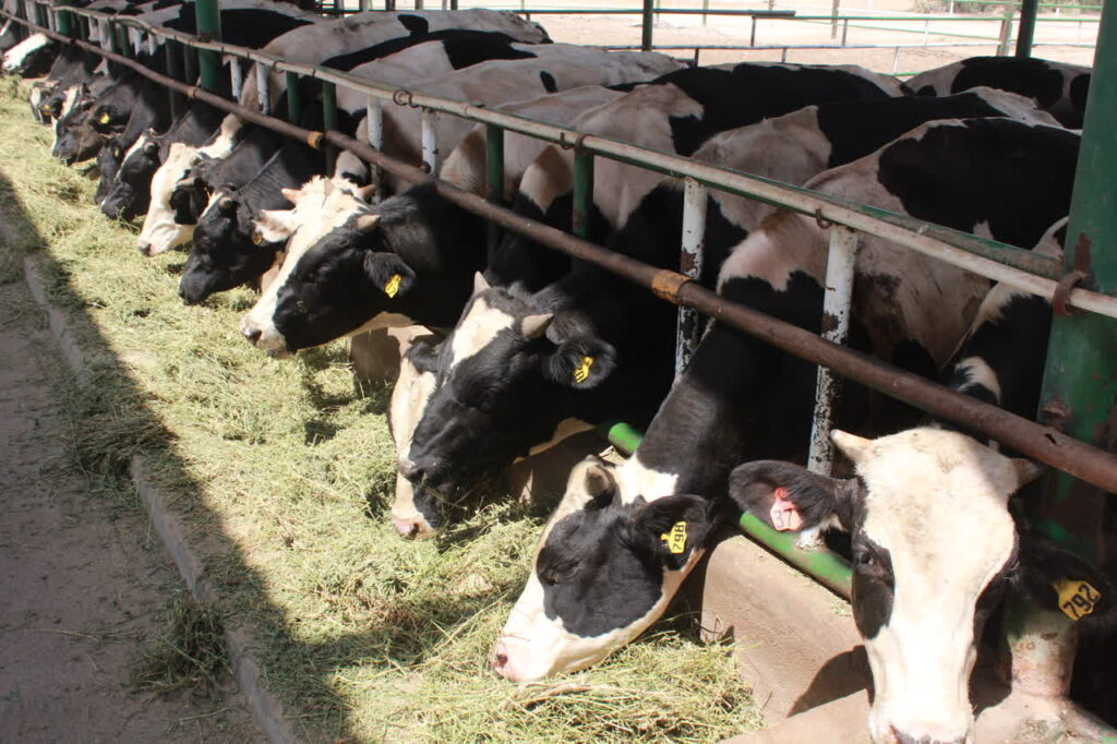 دامپروری در نیشکر