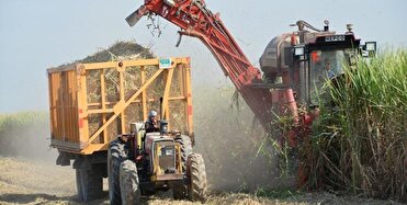 پیش بینی تولید ۸۰ هزار تن شکر در نیشکر هفت تپه