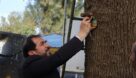 پروژه فاز اول پلاک کوبی درختان توسط شهرداری مسجدسلیمان