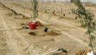 وزیرجهاد کشاورزی:پنج میلیون اصله نهال برای کشت در کانون های ریزگرد خوزستان در راه است